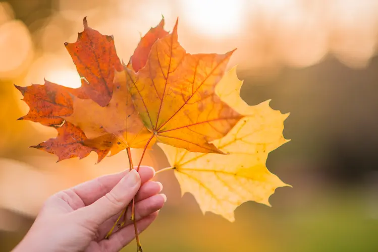 hand holding fall leaves