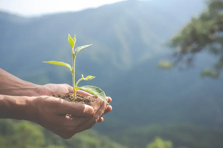 plant in hand mountain in background